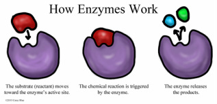 How enzymes lower activation energy in catabolic and anabolic reactions